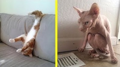 Cats with hair vs Cats without hair