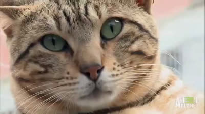 Sokoke Cat - Characteristics, behavior and curiosities - Cat breeds