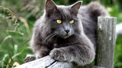 Nebelung Cat - Characteristics, behavior and curiosities - Cat breeds