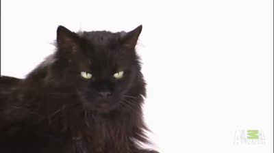 Chantilly Cat - Characteristics, behavior and curiosities - Cat breeds