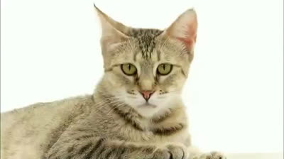 Pixie Bob Cat - Characteristics, behavior and curiosities - Cat breeds