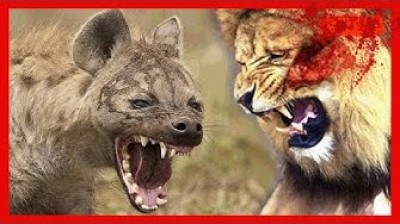 Lions vs Hyenas | Amazing attacks of wild animals
