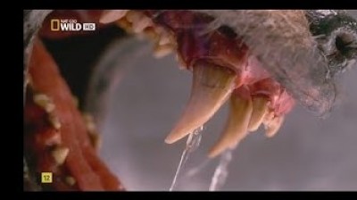 Animals and their Super Defense | Documentary film