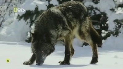 The most lethal animals of Alaska | Documentary film