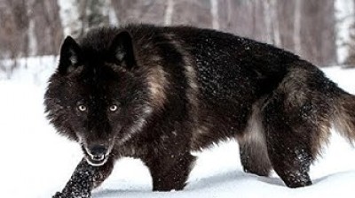 Black Wolf | Documentary film